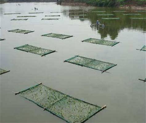 池塘養魚|魚塭